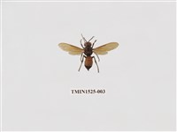 藏品(黃腰虎頭蜂)的圖片